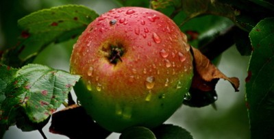 Kirchheimer Äpfel